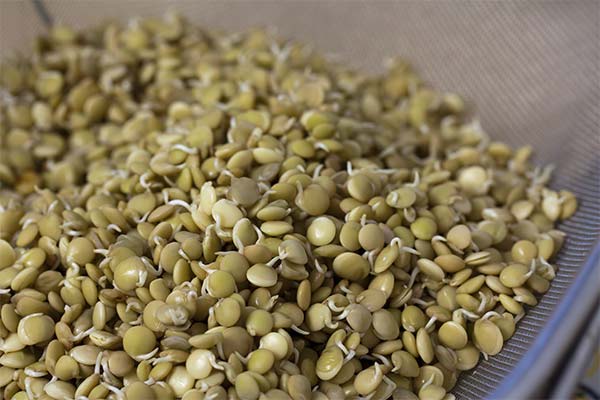 発芽させたレンズ豆なら便利