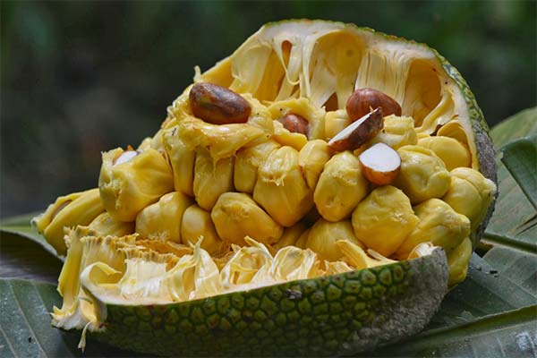 チェンペダックの食べ方