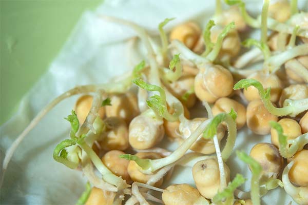 ひよこ豆の発芽のさせ方