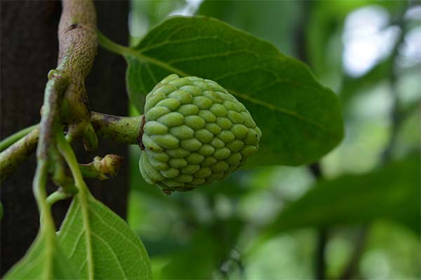 チェリモヤの育て方