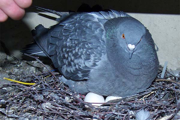 鳩の卵の育て方