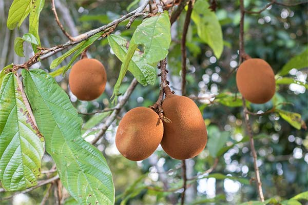 キュプアスの育て方