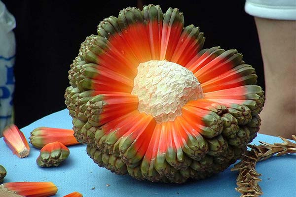 阿檀