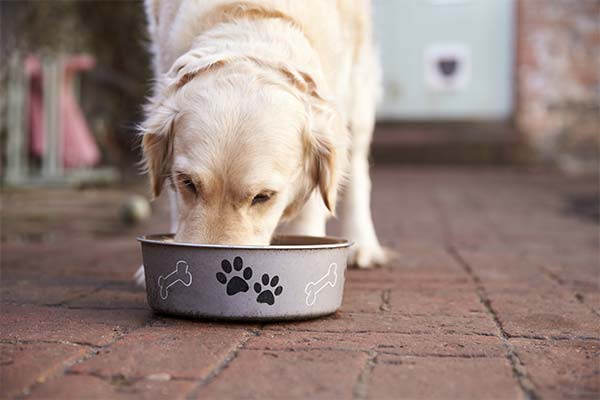 犬に小麦粉のお粥を与えてもよいか