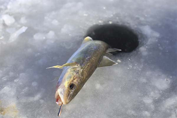 秋刀魚漁の特徴
