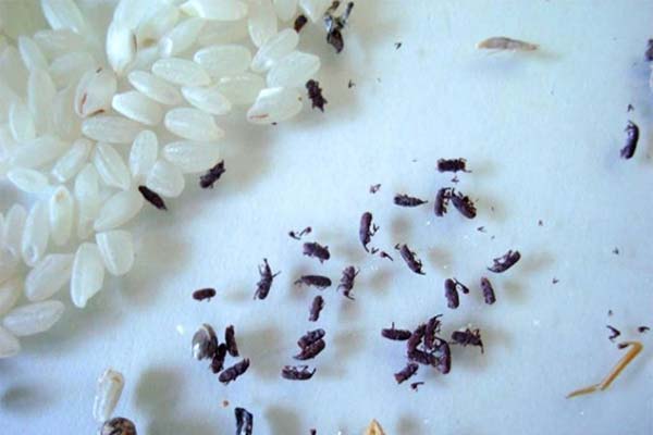 穀類に含まれる虫の危険性とは