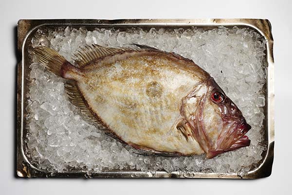 ドリ魚の有用な特性