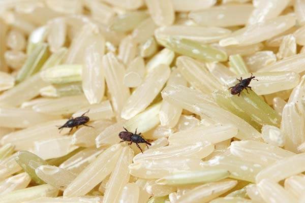 グリッツの虫の原因