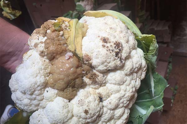 カリフラワーが腐った時のサイン
