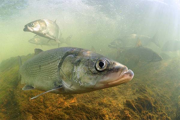 白身魚はどのように見えるか