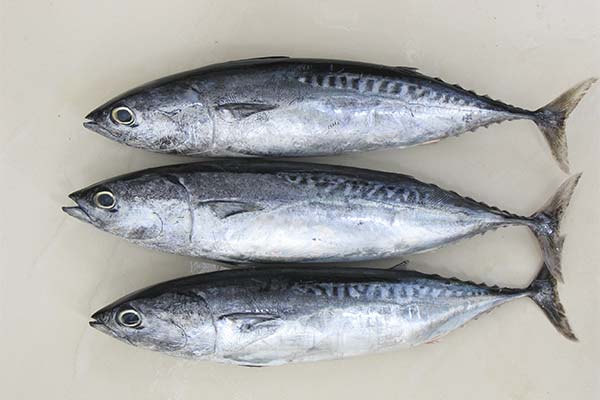 骨の少ない海水魚
