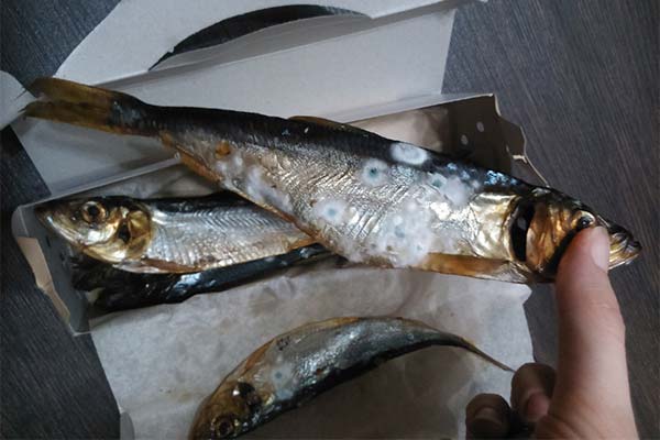 腐った魚は食べられるか