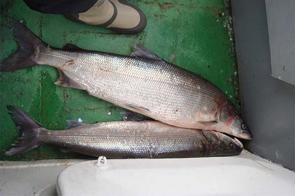 白身魚の有用な特性