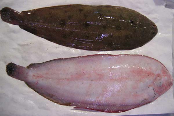 ヨーロッパ産ヒラメ肉の使用方法