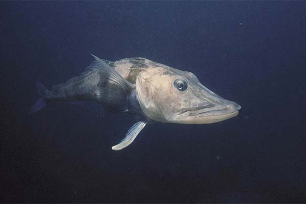 氷上魚の捕獲方法