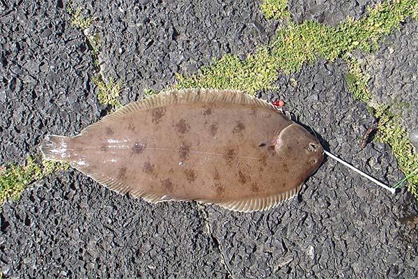 シタビラメの捕獲方法