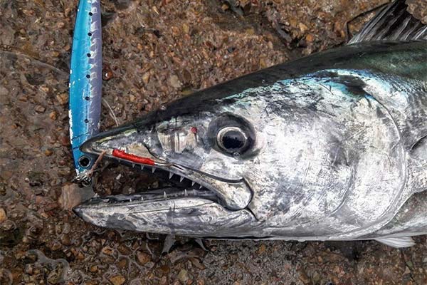 ペラミドの捕獲方法