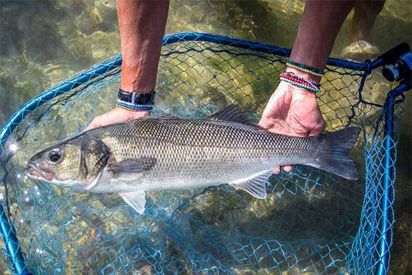シーバスの釣り方