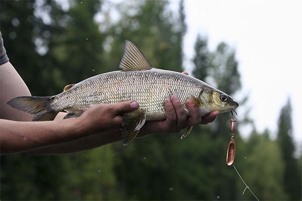 シマアジが釣れるまで