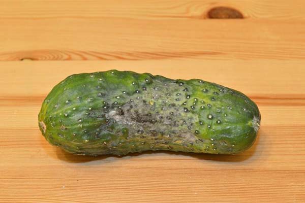 キュウリの腐敗の兆候