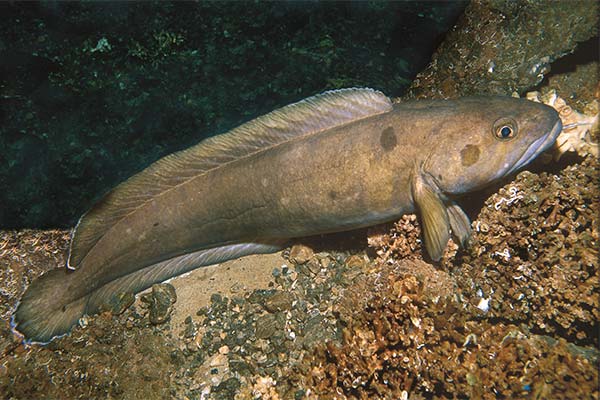 ウミガラス