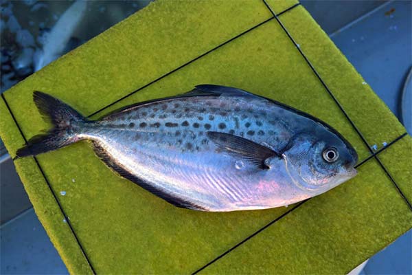 ストロマテイの魚