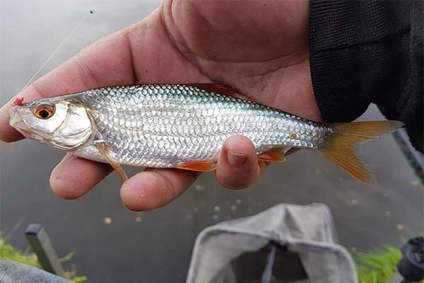 チェバックの釣り方