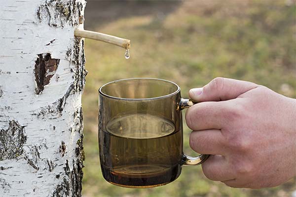 白樺の樹液を採取する時期や方法
