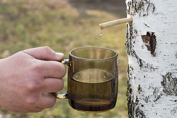 白樺の樹液を採取する時期