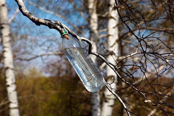 白樺の樹液を小枝で採取する