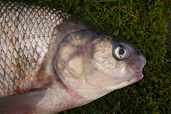 魚に関するよくある質問