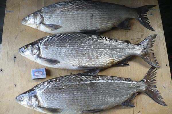 魚のペラード