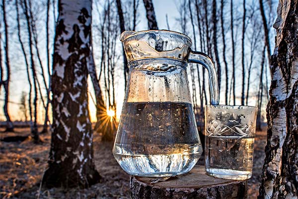 白樺樹液の飲み方