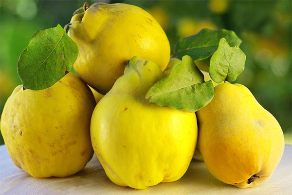 היתרונות והנזקים של החבושים